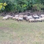 03658c79-5cd3-49de-80da-3b815c26bde4