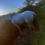 8bb5ae2b-7c56-418b-a675-950d97c50671