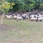 c6f1221b-4e09-4386-8ddd-5e305d331ae0