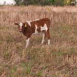 dffedcb8-f081-4466-ad09-ba970b6c18aa